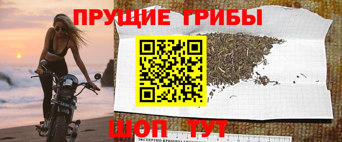 Псилоцибиновые грибы Psilocybine cubensis Красный Сулин